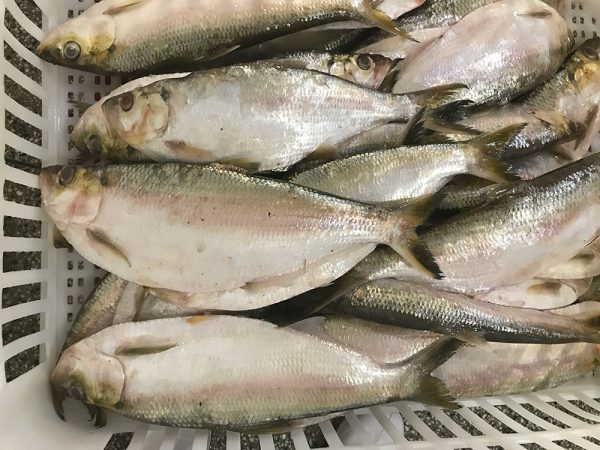 Hilsa